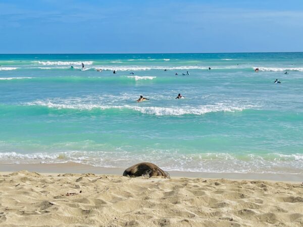 Endangered Hawaiian monk seal lying on a sandy beach with turquoise ocean in the background on Oʻahu